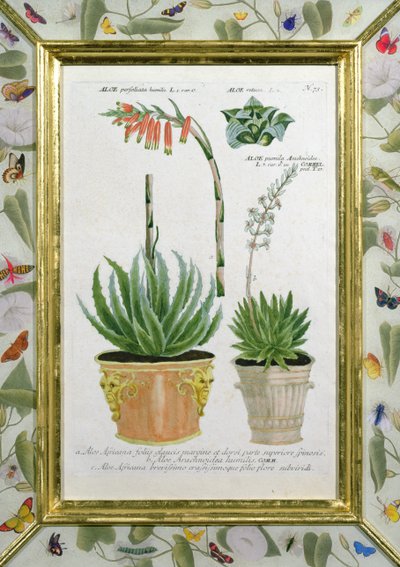 الألوة ، 1740 ج (النقش اليدوي) بواسطة يوهان فيلهلم وينمان